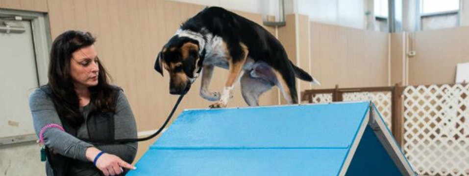Agility Classes In The City. . . Oh Boy!