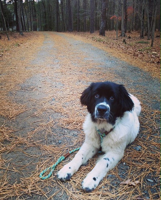 Landseer border best sale collie mix