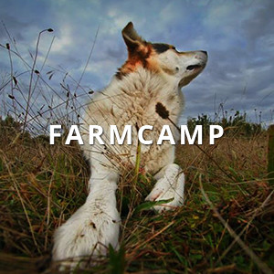 Camp for Dogs on the Farm